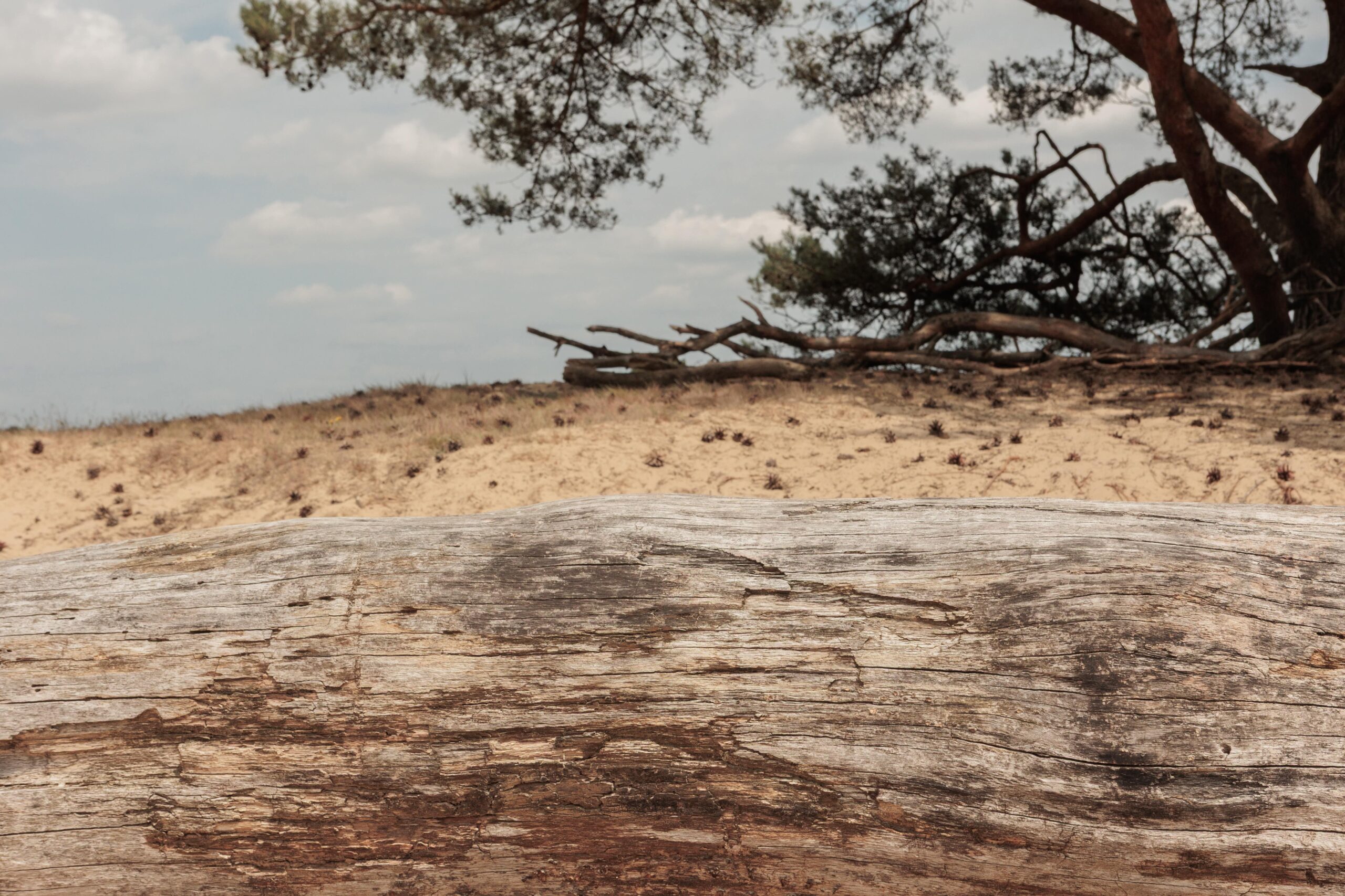 Achtergrondfoto (boomstronk) voor producten stichting Rene Geeft. Gedenklicht gemaakt van gerecycled. kaarsvet . Een mooi herinneringslicht ter ere van overleden dierbare.